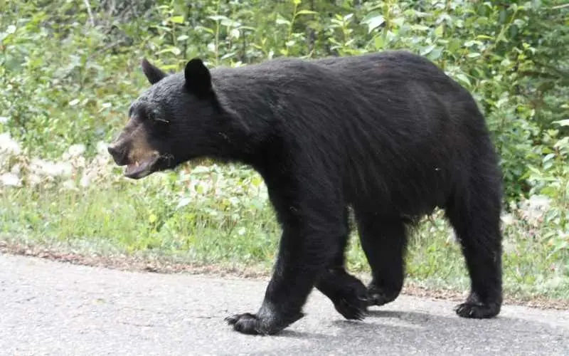 Canada Wildlife Lodges