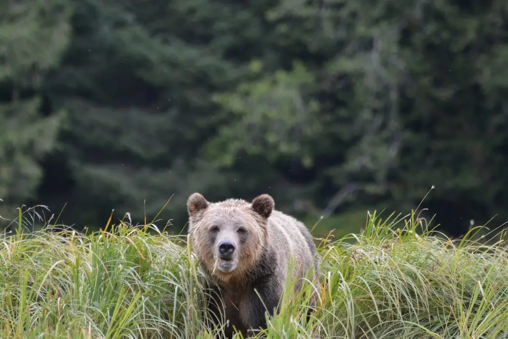 Canada Wildlife