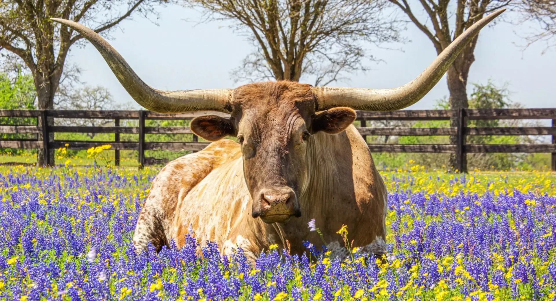 Chasing Wildflowers in Texas Hill Country: A Road Trip Guide