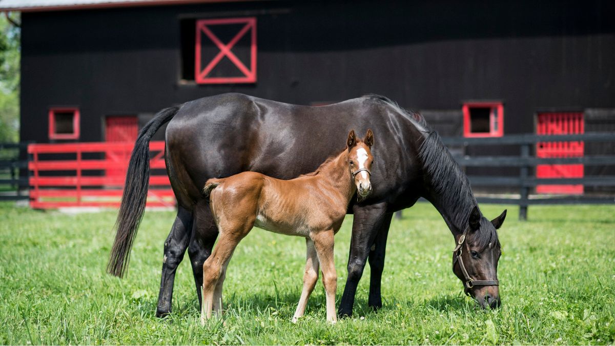 Horse Tourism in Kentucky: Where Horse Country Comes Alive