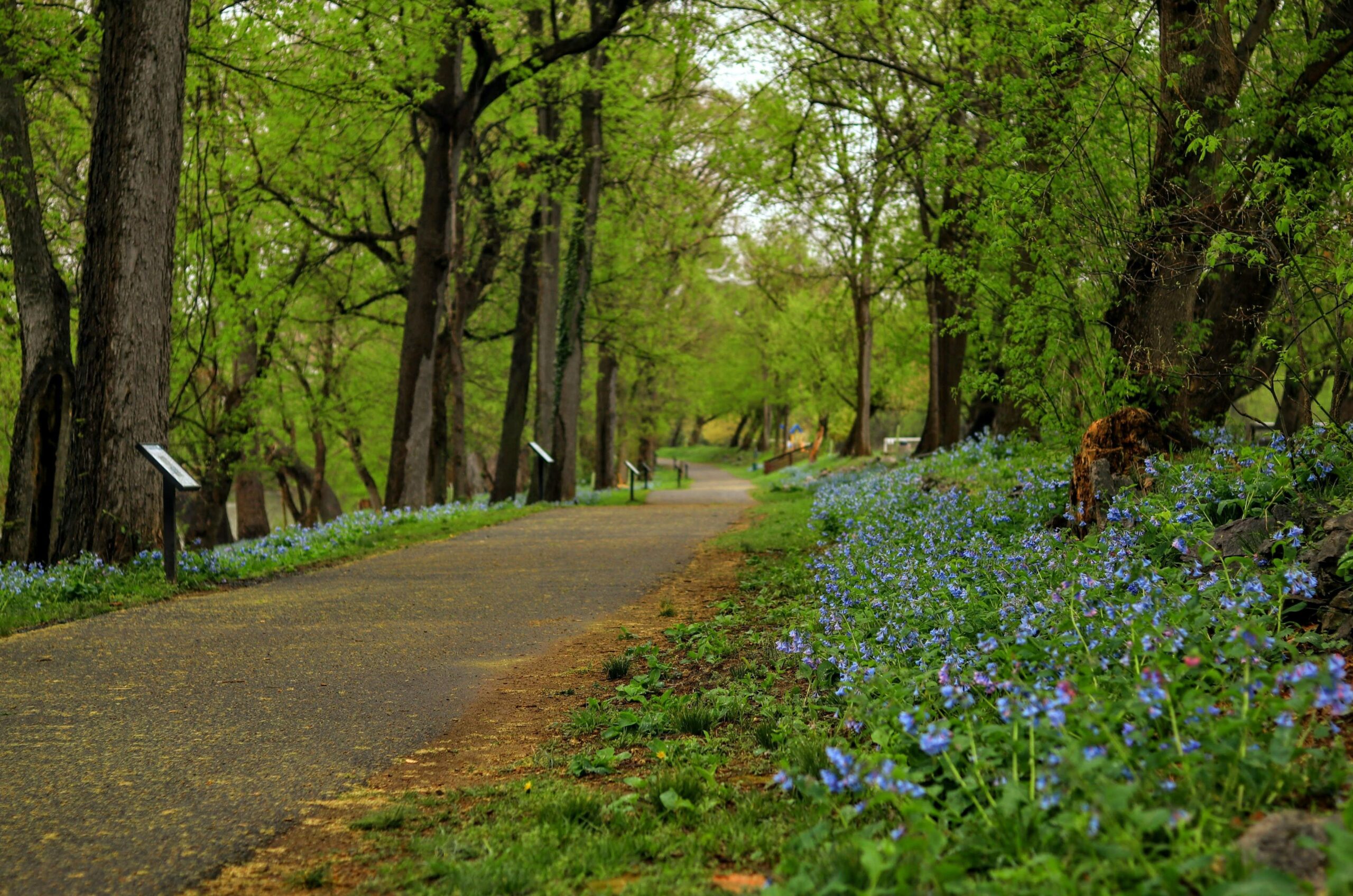 Shenandoah bluebells