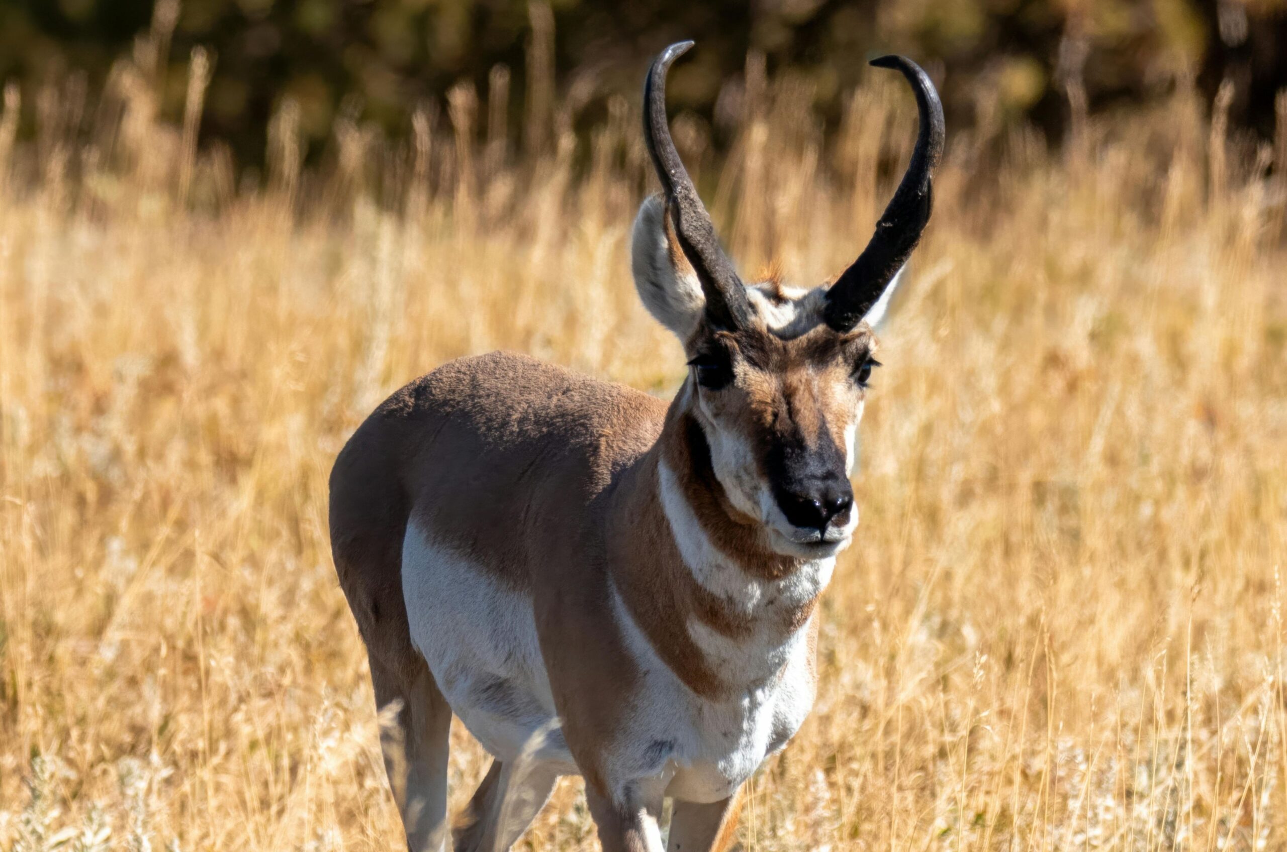 pronghorn antelope south dakota