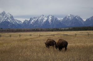 wyoming bison
