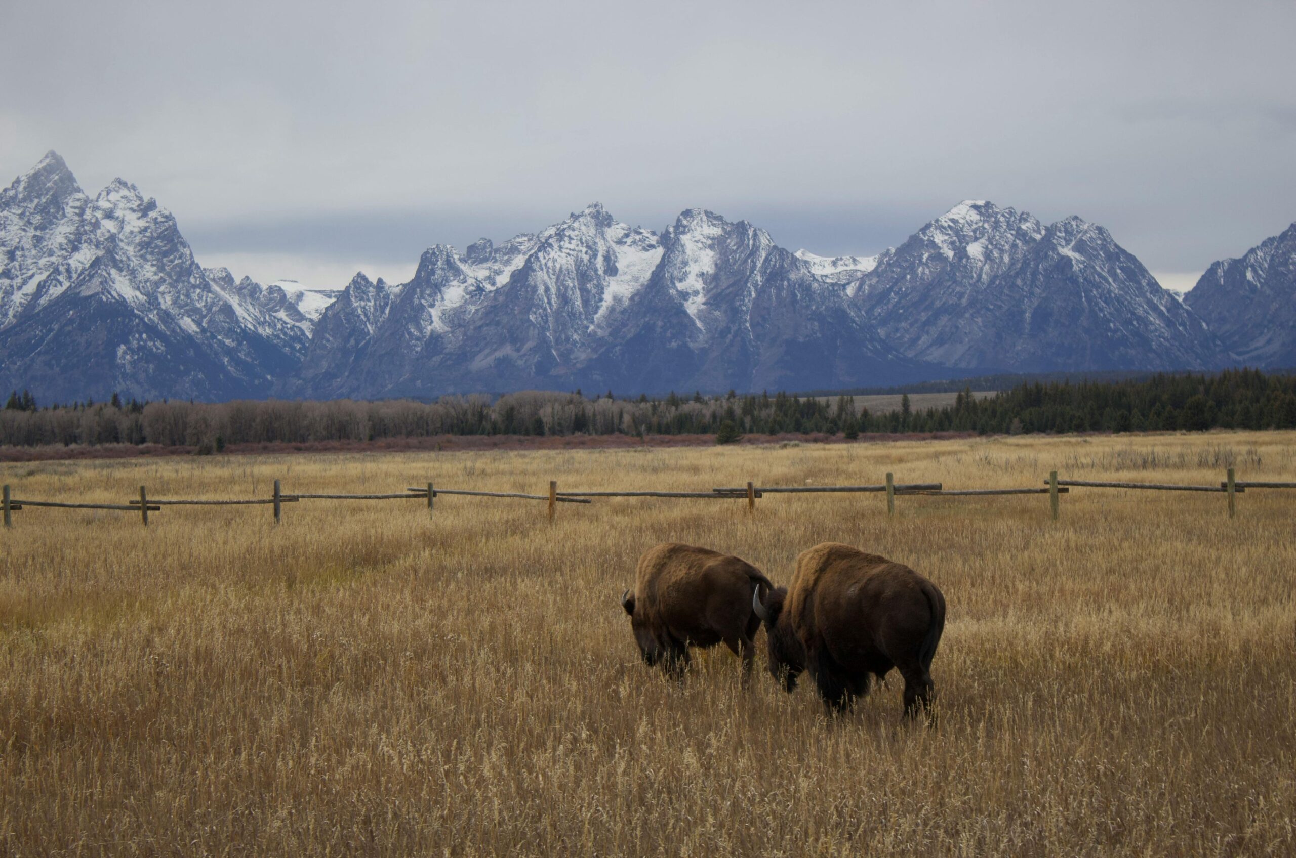 A wildlife-watching road trip for bison, elk, pronghorn and wild horses