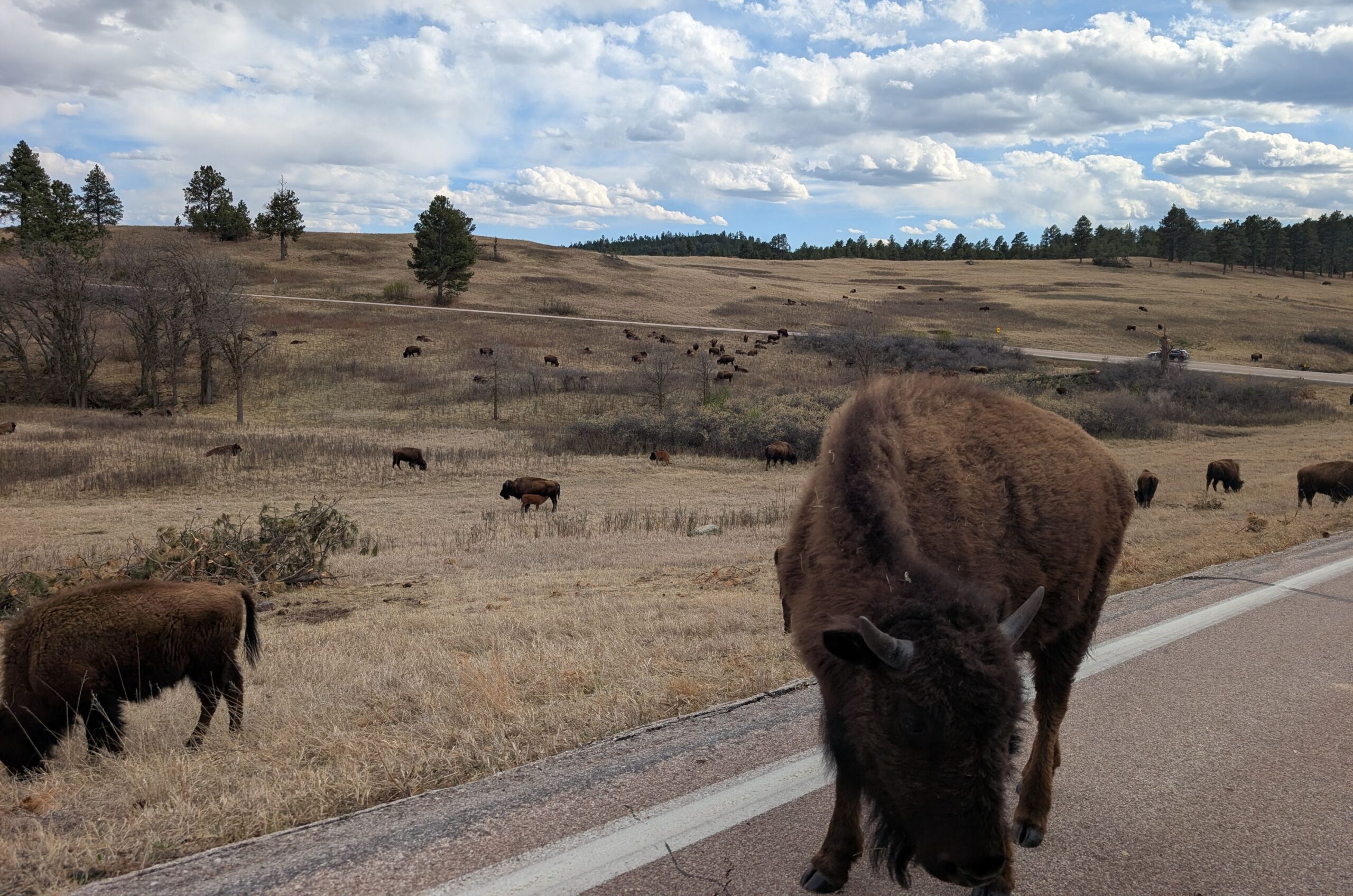 Buffalo Custer State Park